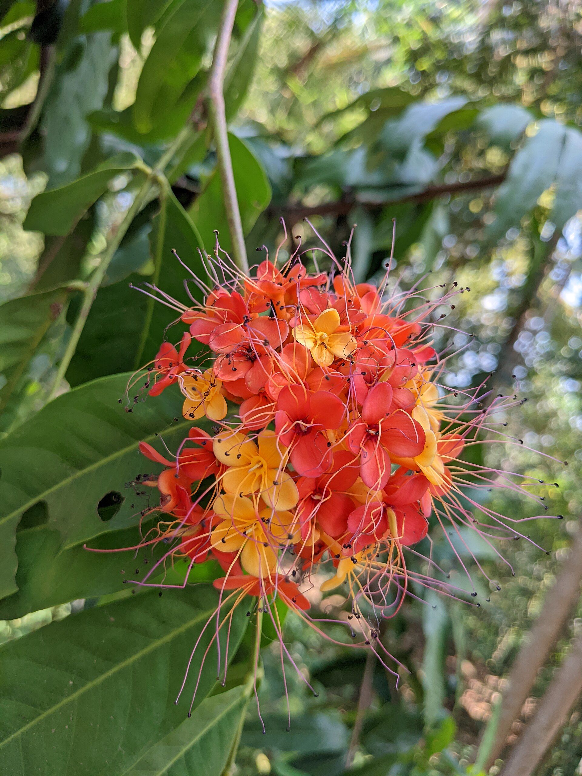 Orange-red Ashoka (Saraca asoca) flowers, a classical Ayurvedic herb for women’s health