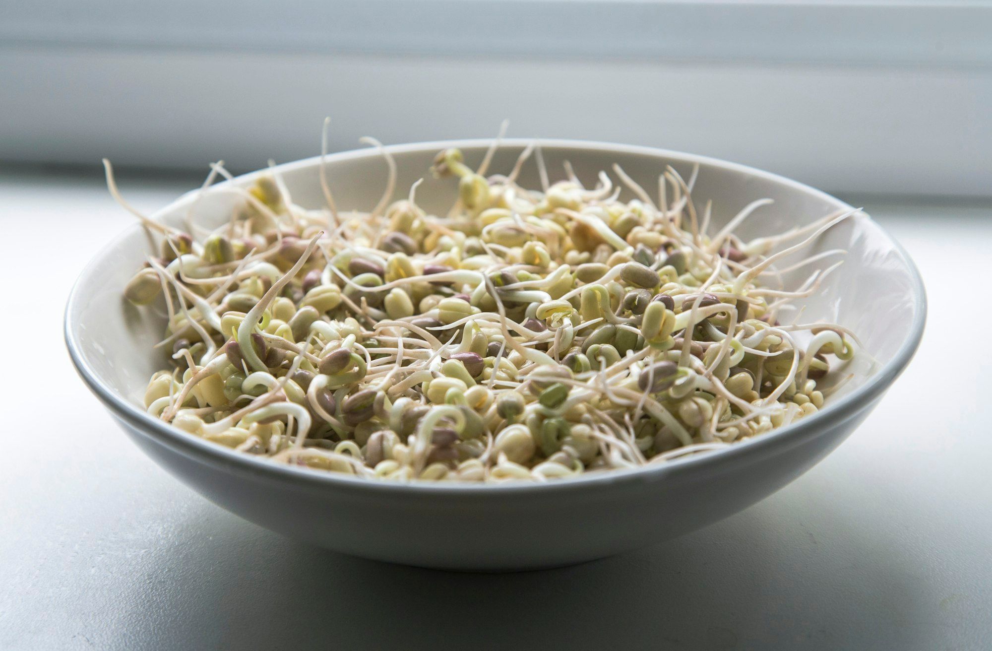 A white bowl filled with fresh sprouted mung beans in soft daylight.