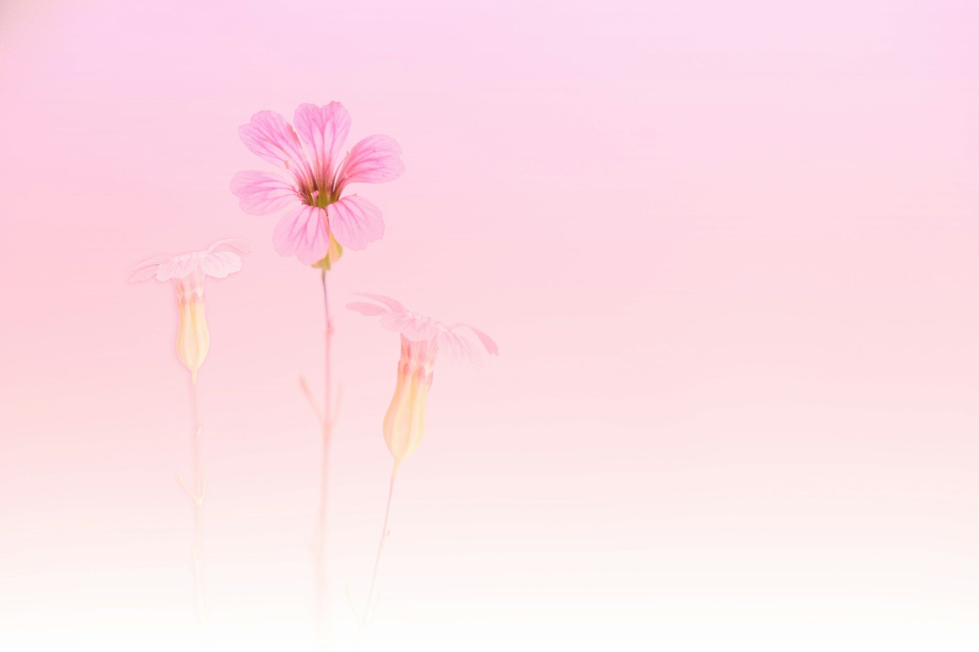 Delicate pink cosmos flowers on a soft pastel pink gradient background.