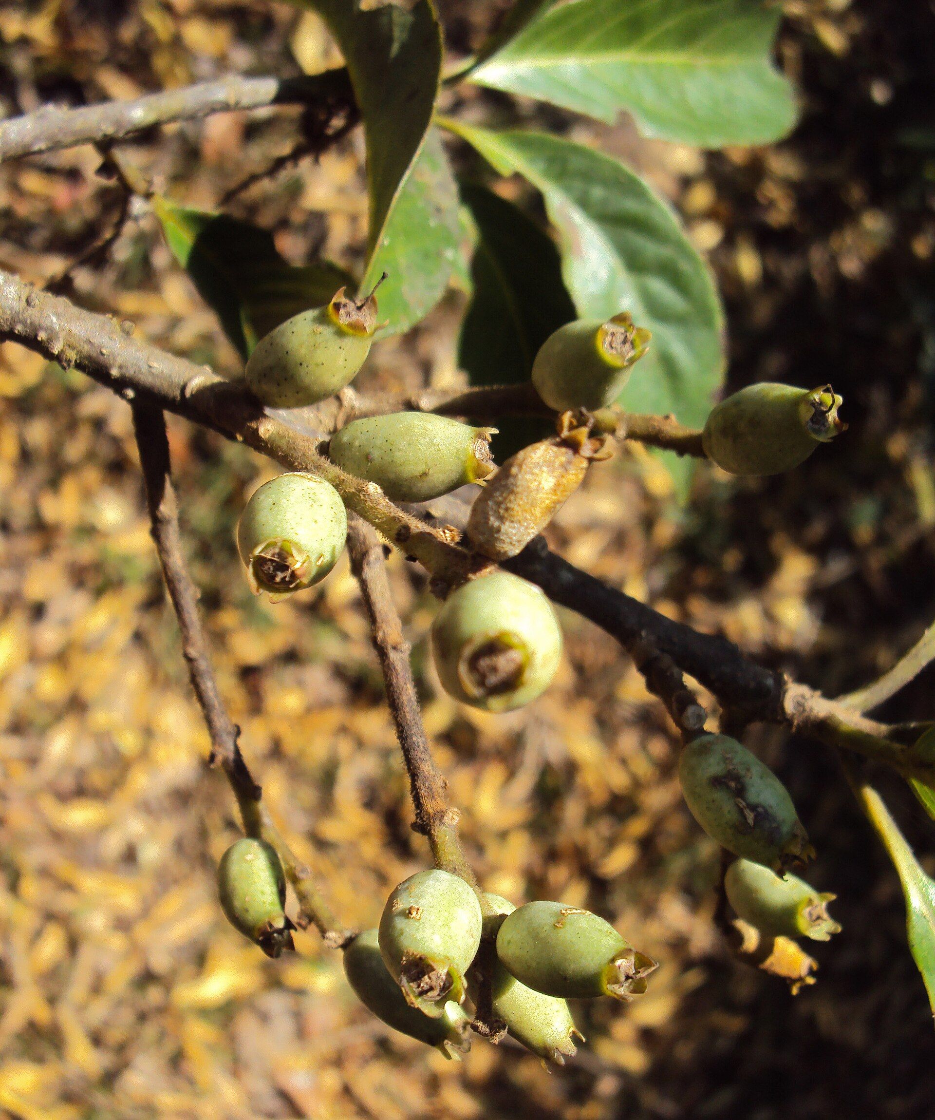 Lodhra (Symplocos racemosa) fruits on a branch, a herb traditionally used for the uterus