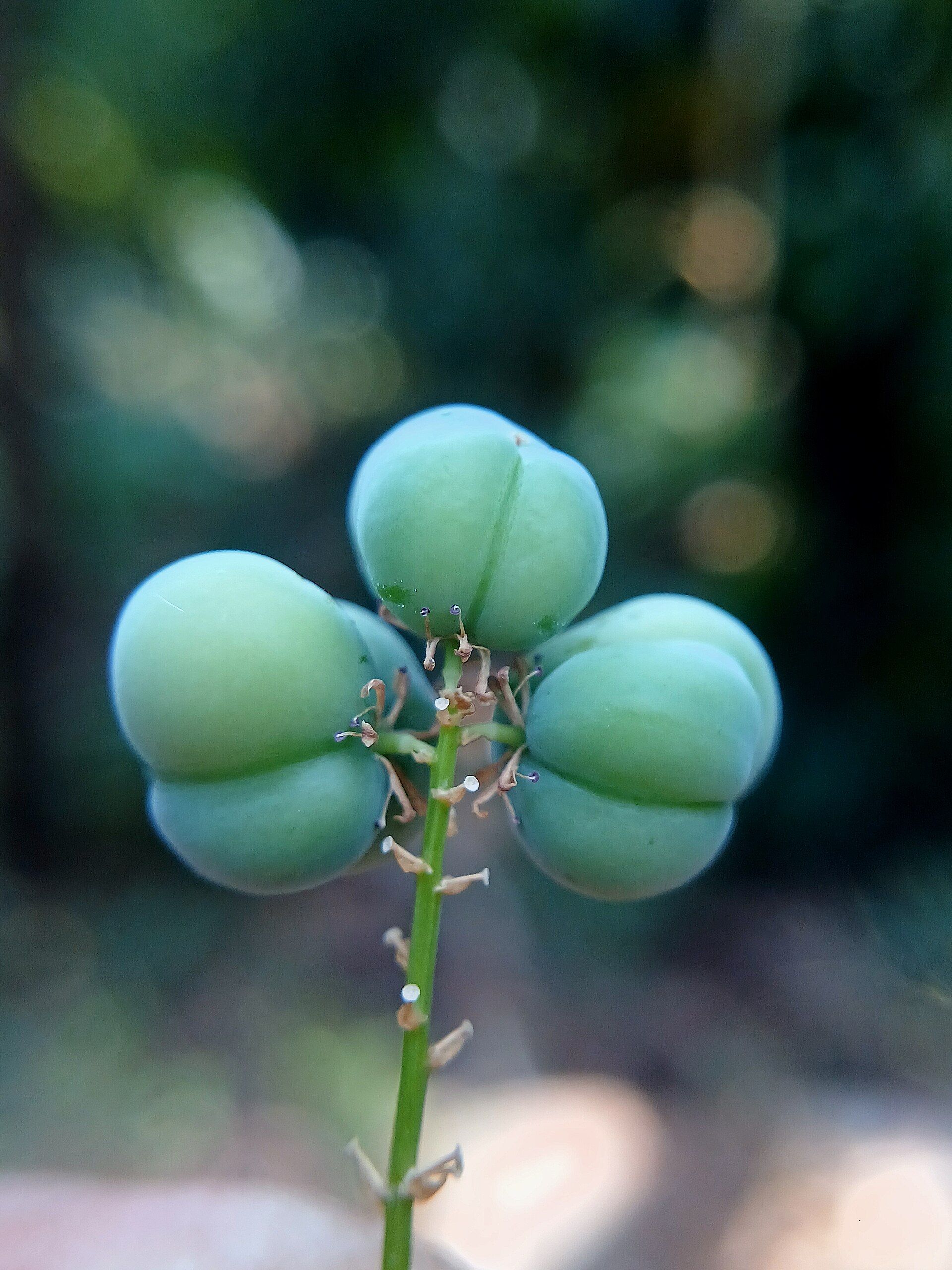 Green fruits of Shatavari (Asparagus racemosus), used in Ayurveda to support fertility